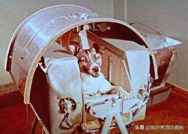 莱卡犬:64年前，苏联将一只3岁的小狗送入太空，是真的吗如今现状如何
