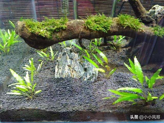 水草泥替代:家里养鱼的朋友们:我想问，陶粒砂与水草泥有什么不同？
