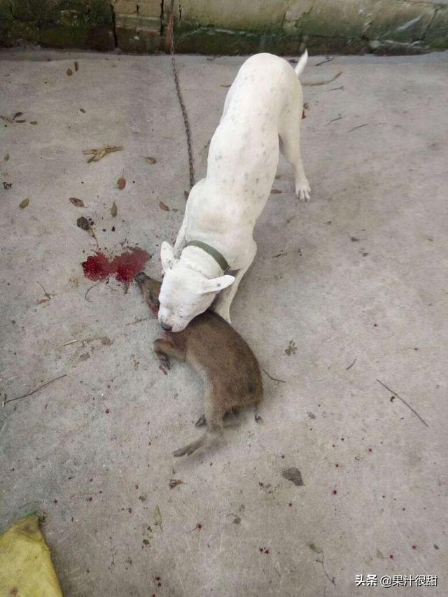 成年杜高犬价格:哪些品种的狗狗价格比较昂贵，不适合普通家庭？