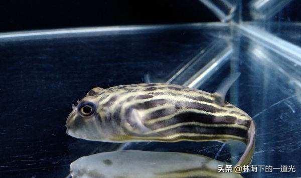 红珍珠狗头饲养:40厘米小鱼缸，想养一条纯淡水冷水狗头鱼，有什么品种推荐？
