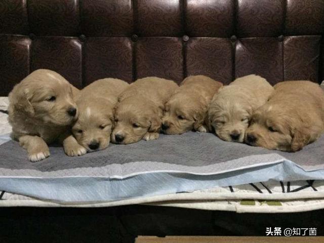 狗粮 幼犬:如何给幼犬挑选适合的狗粮？