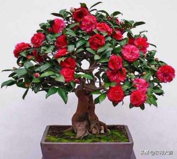 家里的一棵红茶花每年只打花苞不开花怎样才能开花