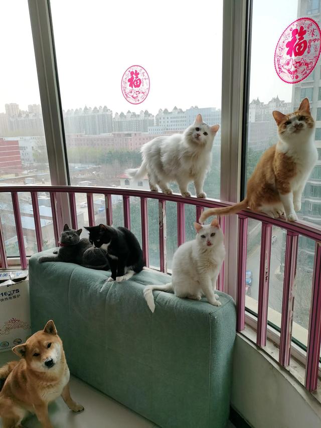 汪星人是什么意思:那些猫狗双全的都是什么人？