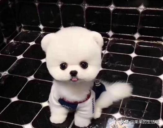 巨型博美犬怎么养:怎样训博美犬能让它更听话？
