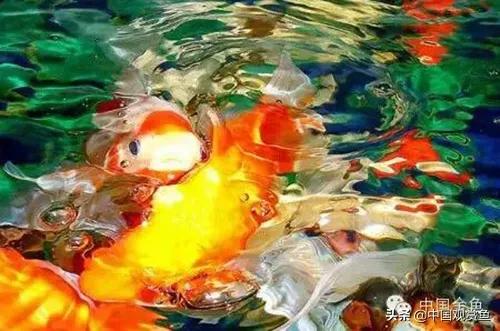 锦鲤鱼鳍烂了能自愈吗:凤尾锦鲤鱼鳍烂了，有什么解决办法，是病吗。会传染不？