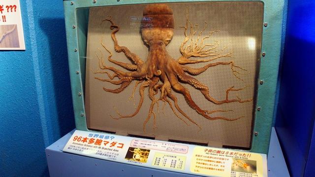 沼泽章鱼真的存在吗，史上腿最多的章鱼！竟然有96条腿，是基因突变还是核辐射导致