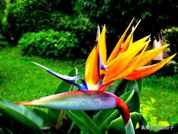 天堂鸟儿:天堂鸟的养植方法是什么？