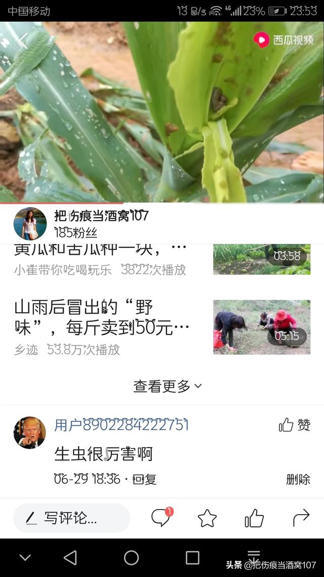 驱虫药剩半个:玉米被虫子吃的就剩杆了该怎么补救？有什么好办法吗？