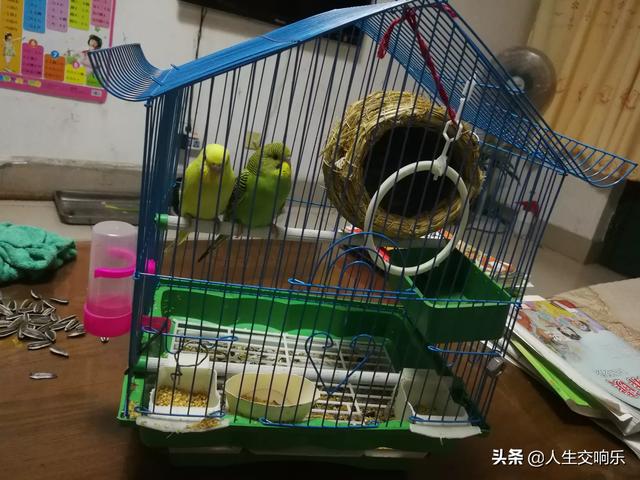 塑料鹦鹉:可以给鹦鹉买些什么玩具？