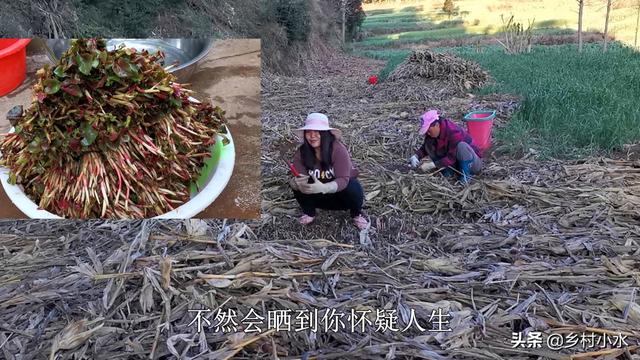 江南水八仙分别是哪些食材，鱼腥草在哪个地方作为蔬菜？