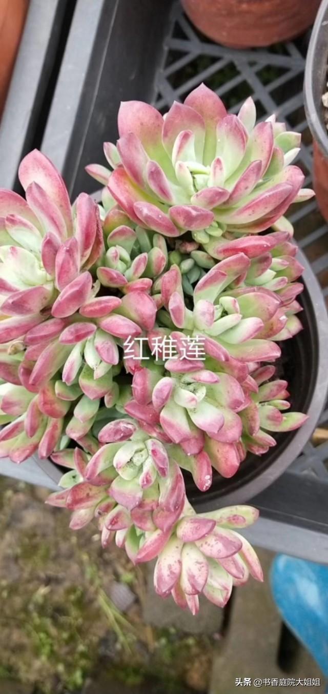 夏季多肉化水了,该怎么补救？