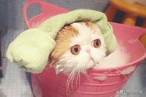 幼猫 信必治:小猫螨虫感染怎么办，猫咪身上螨虫用什么药？