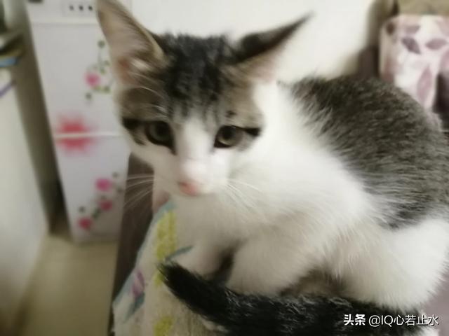 有让猫:有让猫避孕的药吗 有哪些让猫咪“欲罢不能”的猫玩具？