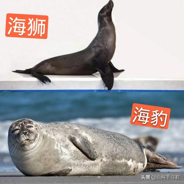 竖琴海豹:海豹、海象、海狮、海狗、海兔这几种动物都有什么不同？