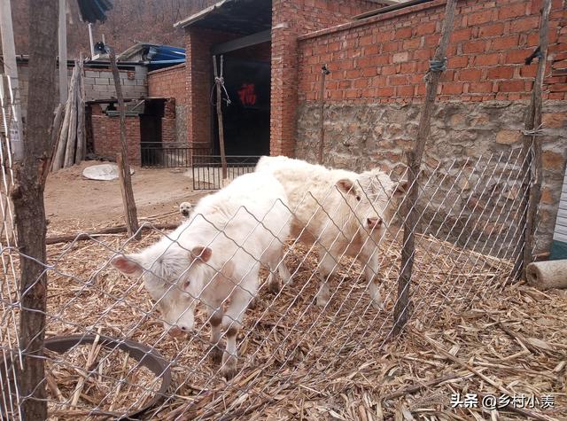 未来农村做什么养殖好，现在在农村养殖什么最赚钱，风险又小