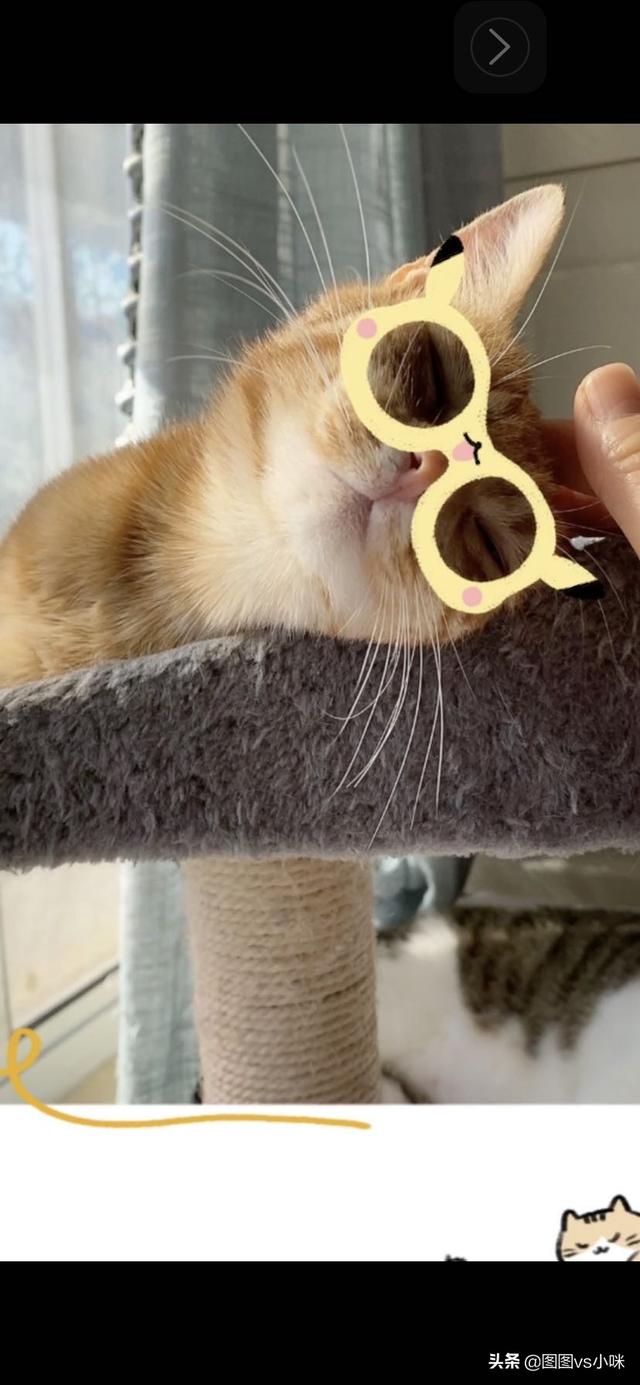 宠物猫种类:新手第一次养猫，建议田园猫还是品种猫？
