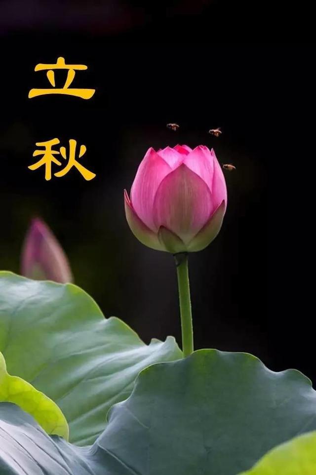 孟立秋:六月立秋赶死牛，七月立秋慢悠悠，今年的立秋是什么概况？