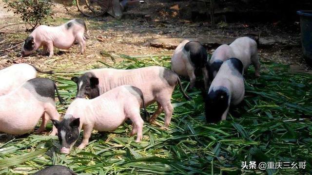 粉色迷你小香猪头像:香猪养殖怎么样，香猪养殖前景如何？