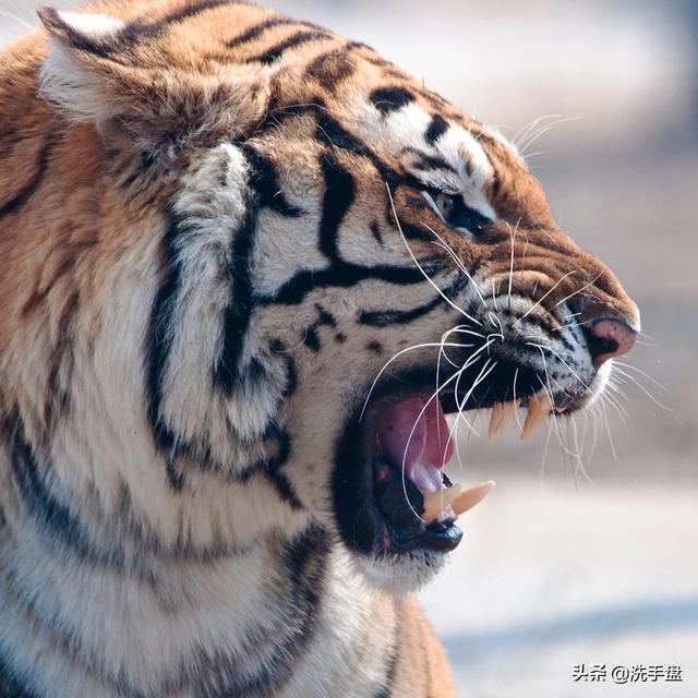 在自然界中，什么动物能打败东北虎？