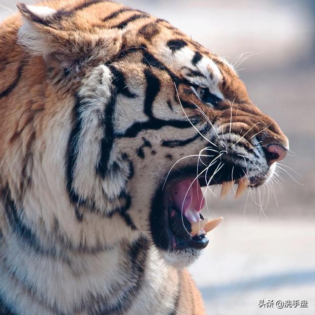 湾鳄vs巨型虎鲨:在自然界中，什么动物能打败东北虎？