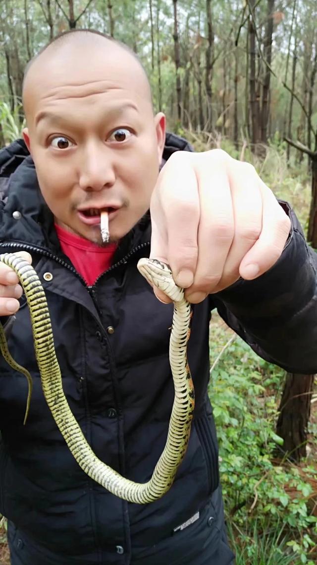 烙铁头蛇:莽山烙铁头和眼镜王蛇，谁更厉害