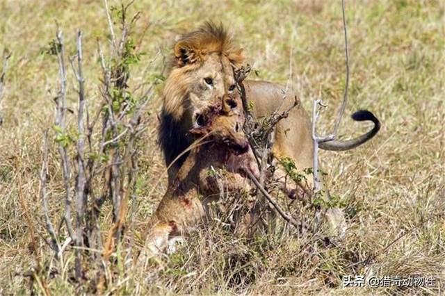 鬼獒王咬死狮子图片:狮子被老虎偷袭，结果会怎样？