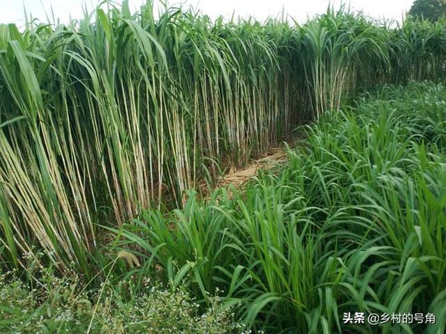 养殖什么好养又赚钱:现在搞什么养殖比较赚钱？