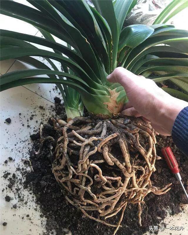 头条问答 - 君子兰上盆,用什么土合适?请教?(8个回答)