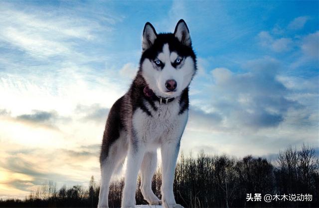 阿拉斯加与哈士奇:是阿拉斯加聪明，还是哈士奇聪明？