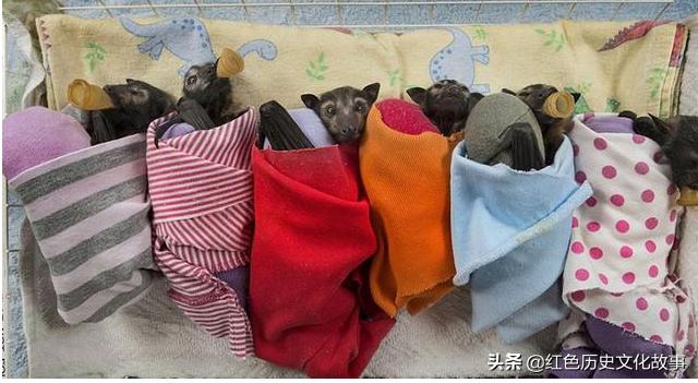 60万只蝙蝠“袭击澳大利亚”，澳大利亚是否会出现新的疫情？