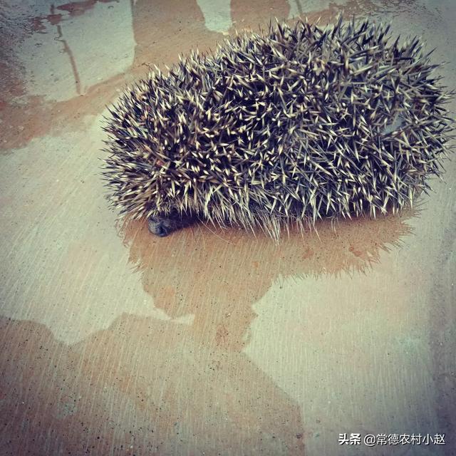 野生刺猬的生活习性:刺猬的特征和生活习性是什么？ 野生刺猬的习性