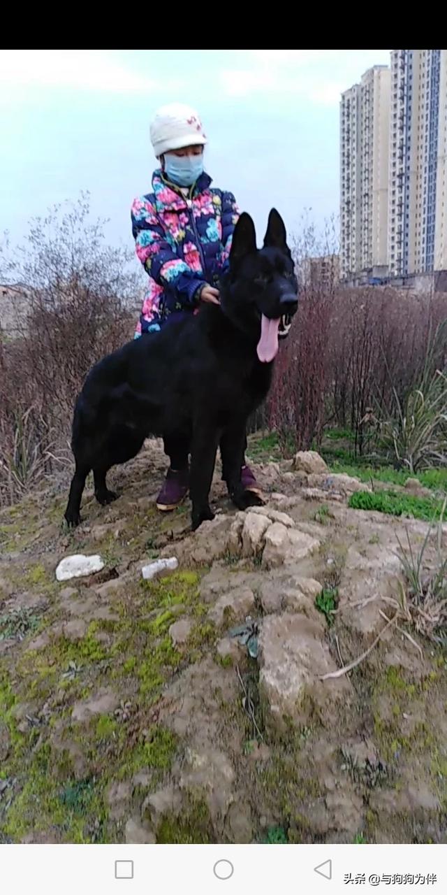 隐睾症图片 真实:小儿隐睾症的真实图片 城市宠物狗的生活是否符合犬类的习性，给宠物狗绝育是否人道？