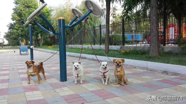 康多乐狗粮是国产的吗:网上叫嚣着国产猫粮不好，养猫只能喂进口猫粮是什么心态？