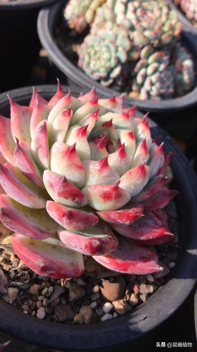 吉娃娃:吉娃娃的优缺点，你知道多少？ 吉娃娃狗图片
