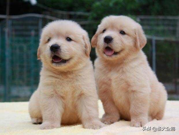 两岁金毛犬价格:2018年金毛犬幼犬的价格是多少？有哪些购买渠道？