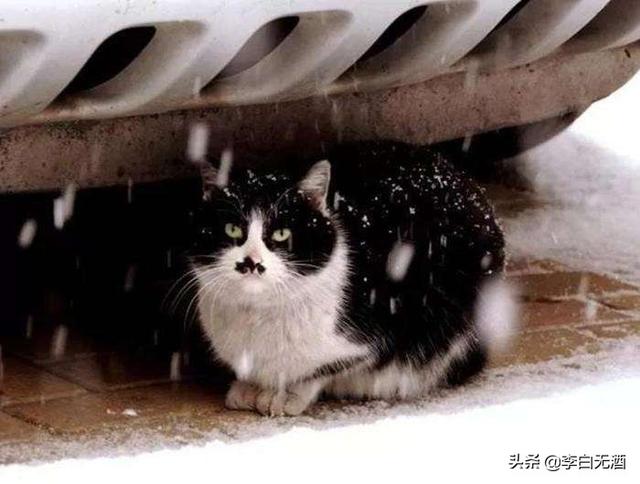 短尾猫能不能养:家里养只美国短毛猫好不好？