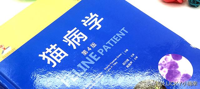 养一只电子宠物猫吧:养一只喵星人，需要做好哪些心理准备？