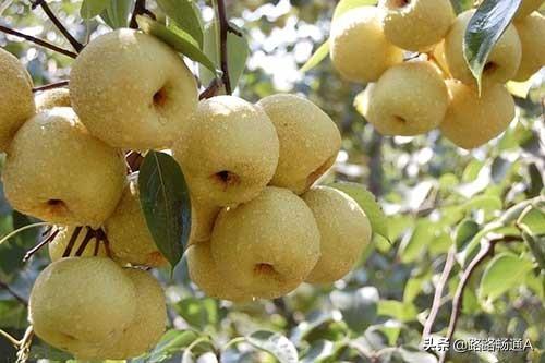 梨树病虫害防治，梨树的主要病害有哪些，怎样防治？