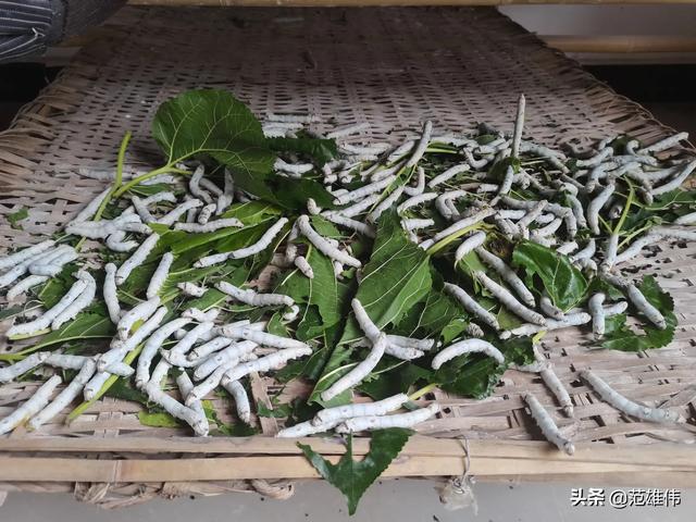 东北柞树养蚕的方法:假蚕丝被据说是桑蚕丝夹杂柞蚕丝制作，柞蚕丝是什么？