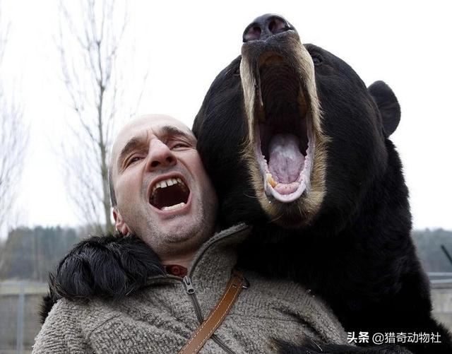 如何养宠物狗发现是黑熊:如果在大山里遇到黑熊该怎怎么应付？