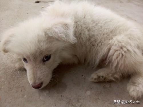 长毛沙克犬:沙克犬视频大全 宠物狗品种耳朵小毛长，体重大叫沙什么？