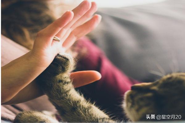 猫咪绝育:猫绝育前和绝育后的注意事项？