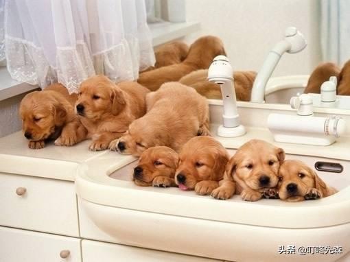 德牧犬肚胀拉肚子:请问德牧幼犬拉稀用什么药，德牧幼犬拉稀怎么办？