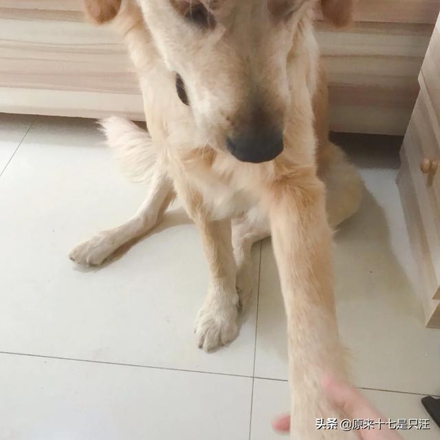 狗吃巧克力会死:为什么狗吃巧克力会死，谁能权威的解释一下？