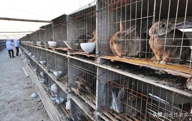 青岛宠物兔养殖基地:肉食兔收购价11块钱每斤养肉食兔赚钱吗？