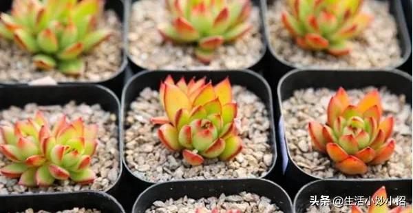 我家住在顶楼，最近想在楼顶搞一个空中花园，能否请大家提供好思路？插图70