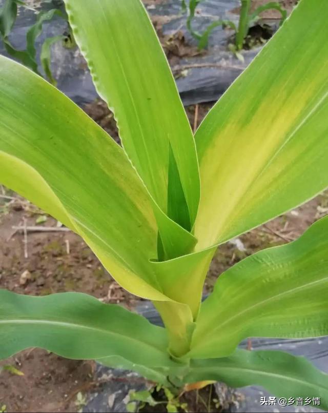 苞芽子真菌性皮肤病:茶花花苞发干，掉落，茶花叶子叶梗发红是什么原因？