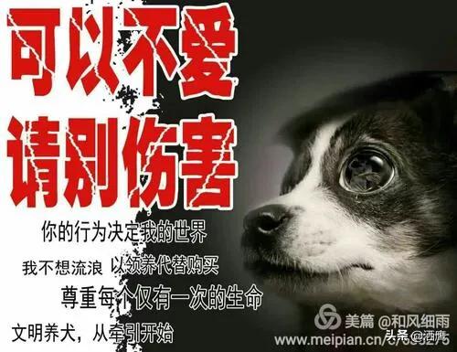 流浪狗和流浪猫宣传语:流浪狗越来越多，到底应该治理狗还是从根本上治理人？