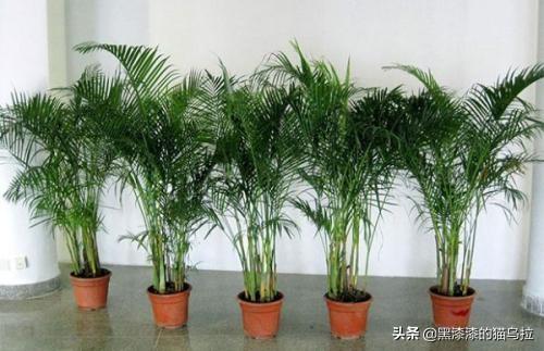 袖珍椰子:袖珍椰子是是富贵椰子吗？
