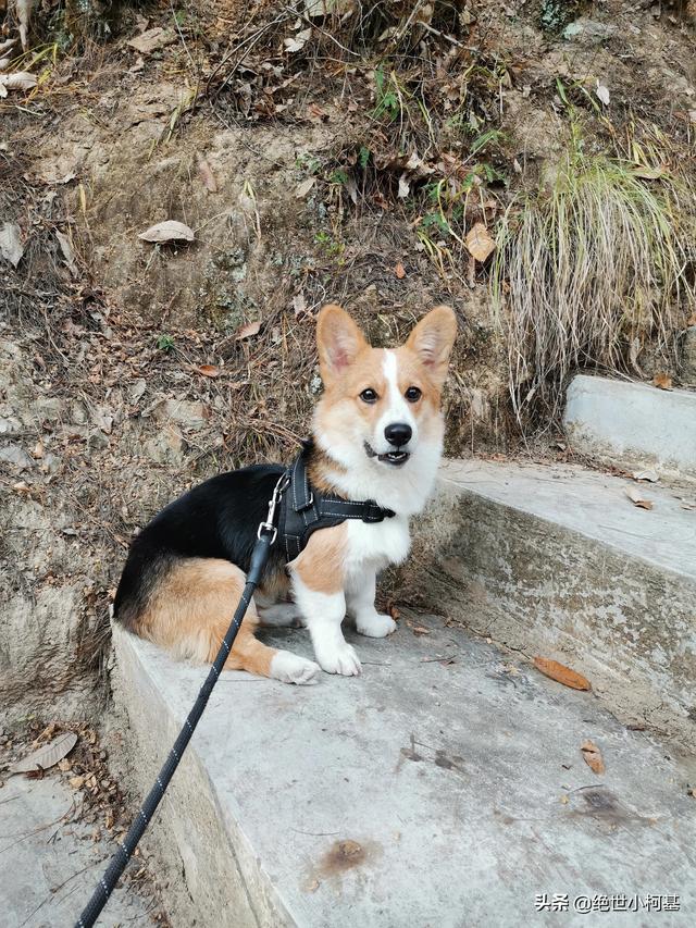 训练狗狗大小便:怎样训练狗狗到外面拉尿？